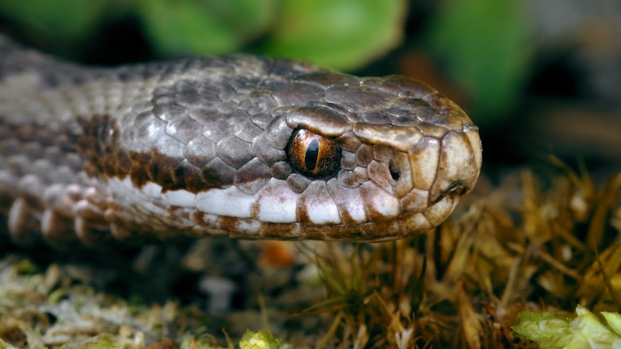 The Common European Adder: A Venomous Snake Slithering Through the Forest ~ Vipera berus