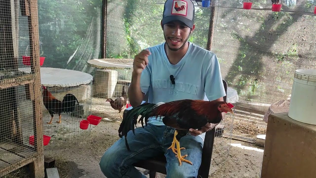 EL GALLO PAVA ES SUPERIOR AL GALLO FINO