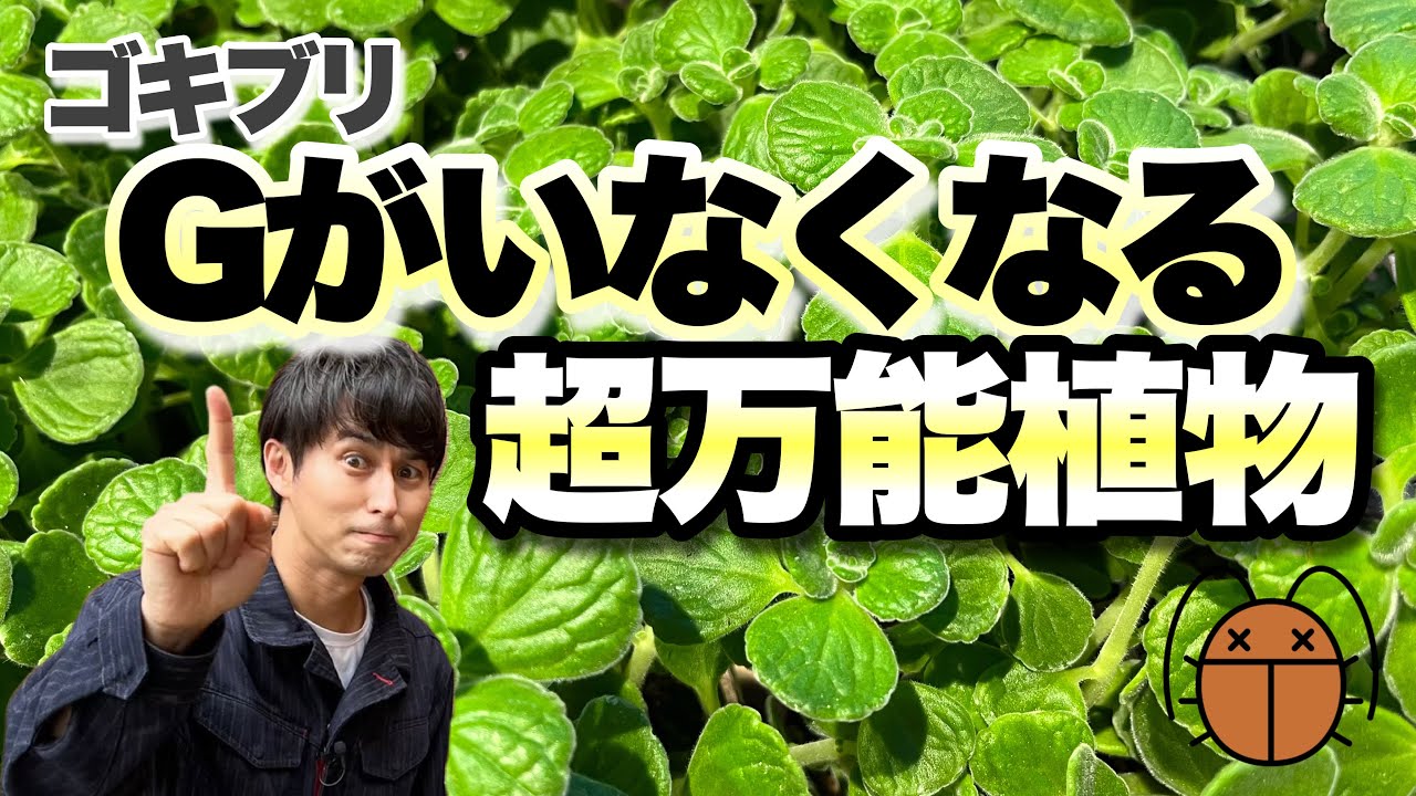 【もう会いたくない・・・】ゴキブリ対策にはこれ！！魅力だらけの万能植物　【多肉植物】【ハーブ】【アロマティカス】【育て方】【園芸】