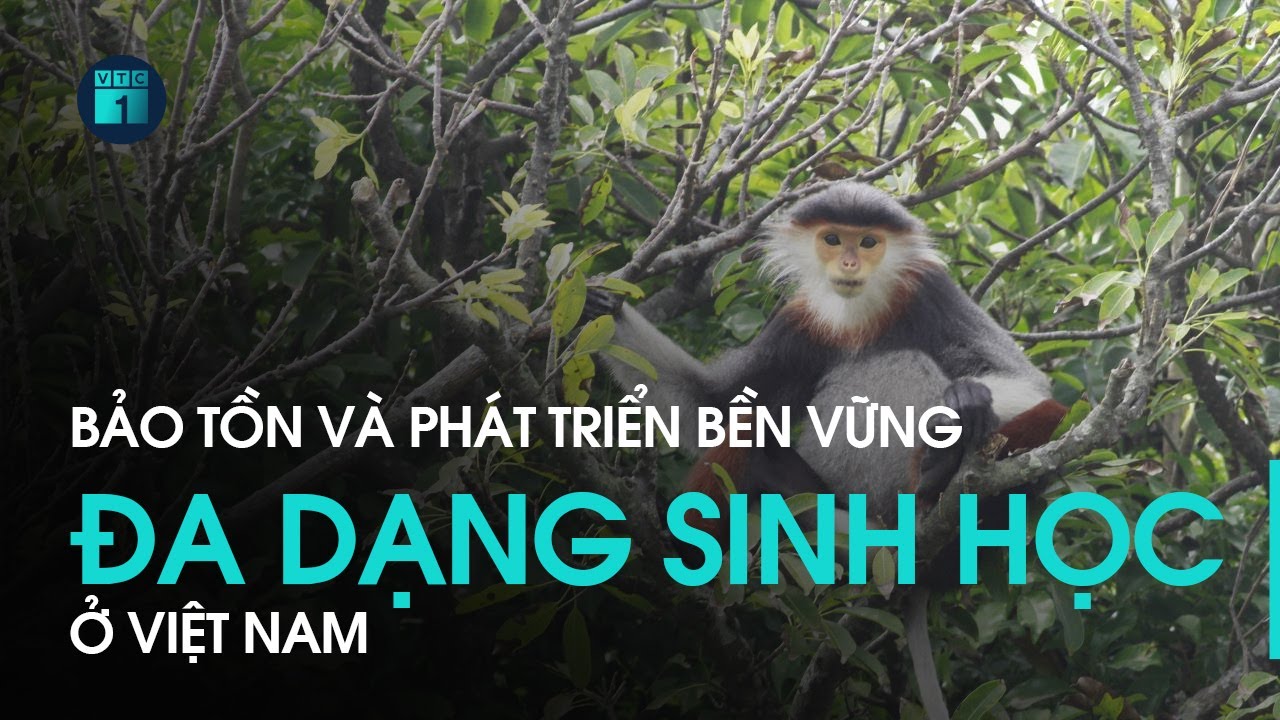 Bảo tồn và phát triển bền vững đa dạng sinh học tại Việt Nam | VTC1
