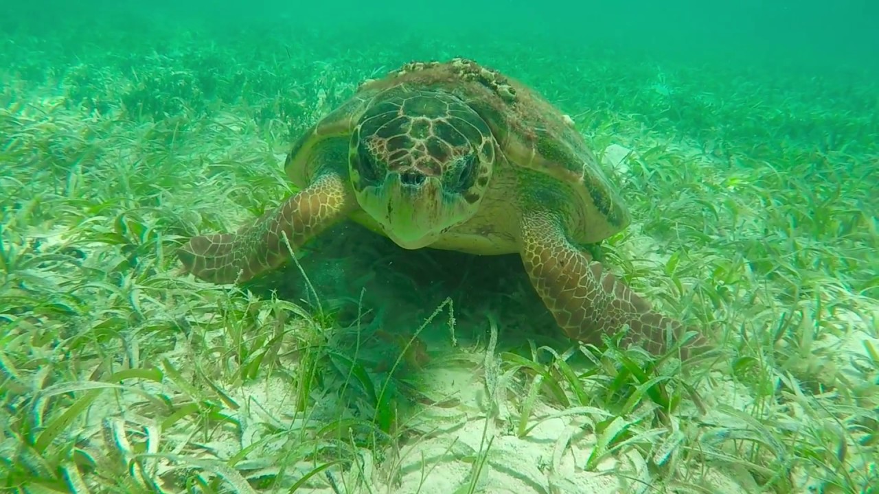 Silk Caye, Belize