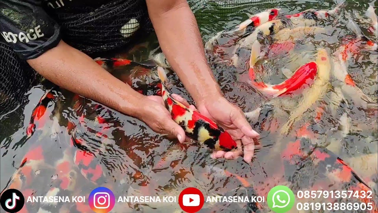 VIRAL‼️ PANEN SHOWA SUPER MERAH STRONG — KUALITAS JUARA 🔥