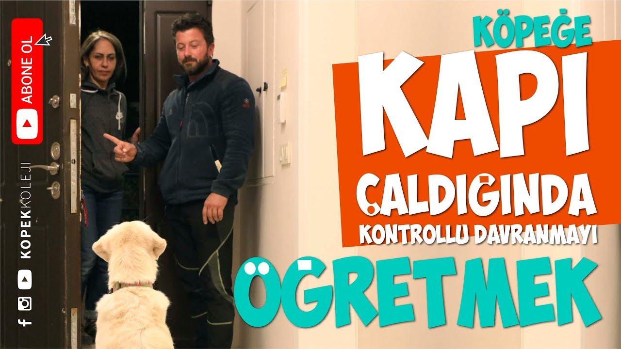Köpeğinize Kapı Çaldığında Kontrollü Davranmayı Nasıl Öğretirsiniz