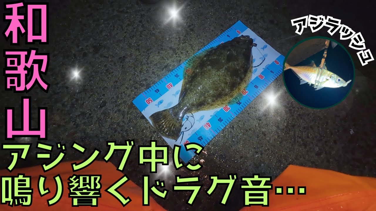 【アジング】突如現れた高級魚