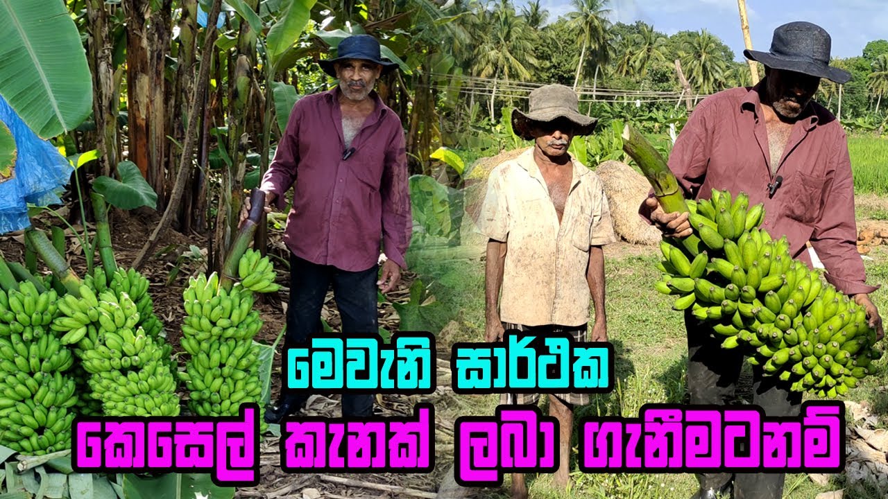සාර්ථක කෙසෙල් කැනක රහස | ambul kesel wagawa | ඇඹුල් කෙසෙල් වගාව | Banana Cultivation | kesel wagawa