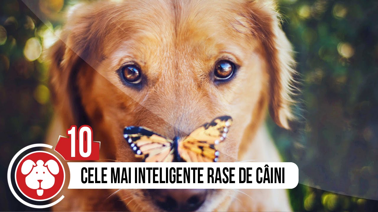 TOP 10 CELE MAI INTELIGENTE RASE DE CAINI