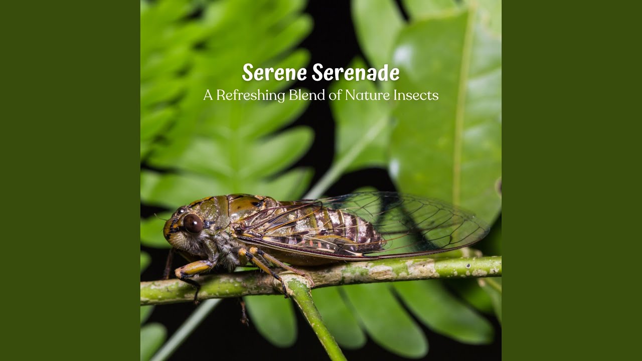 Calming Insect Ensemble