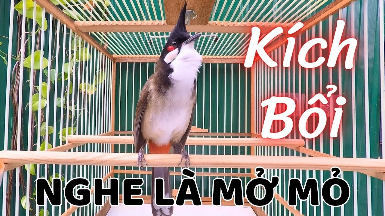 Kích Chào Mào Bổi Ra Giọng | Luyện Chào Mào Hót Đấu - Kích Chào Mào Yếu Lửa Ra Âm. kich chao mao hot