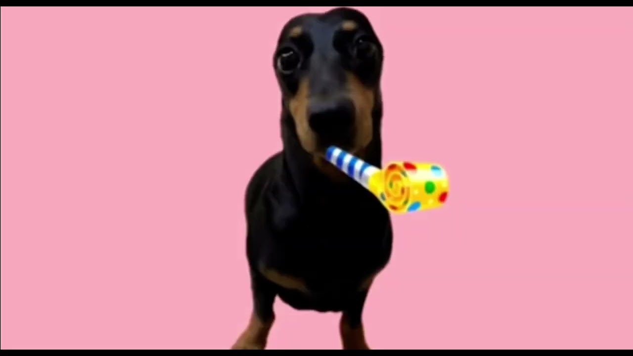 LORA DOG OST SONG!