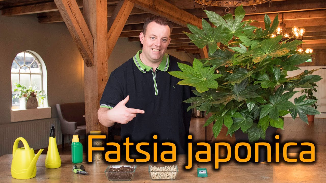 Tips voor de verzorging van je Fatsia Japonica (Vingerplant)