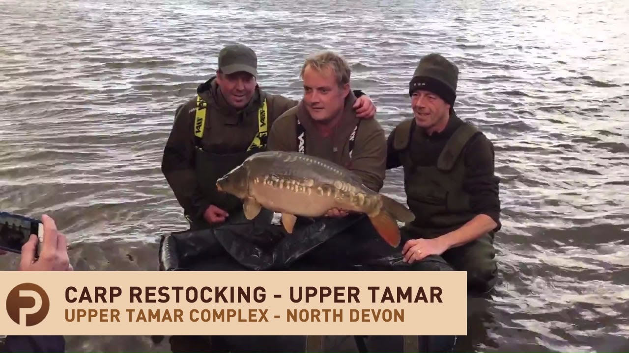 Upper Tamar Fishing Lake Complex North Devon - Restocking Carp