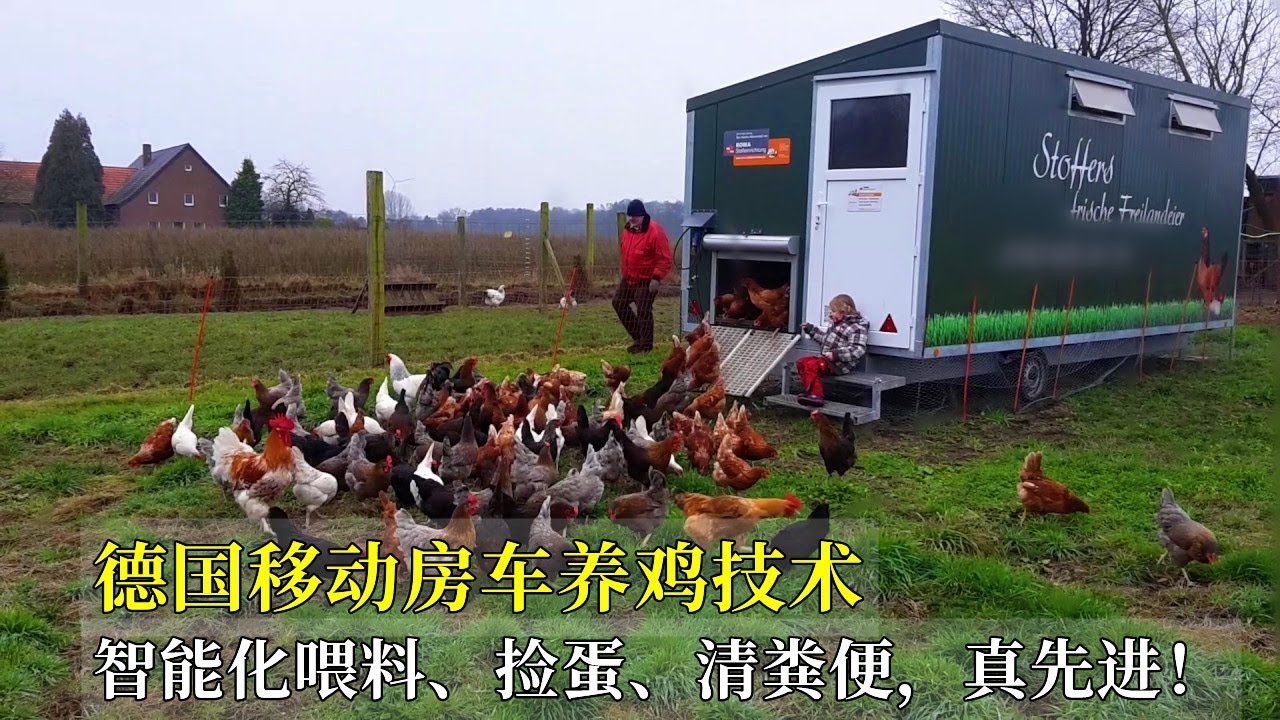 德國移動房車養雞技術，智能化餵料、撿蛋、清糞便，真先進！