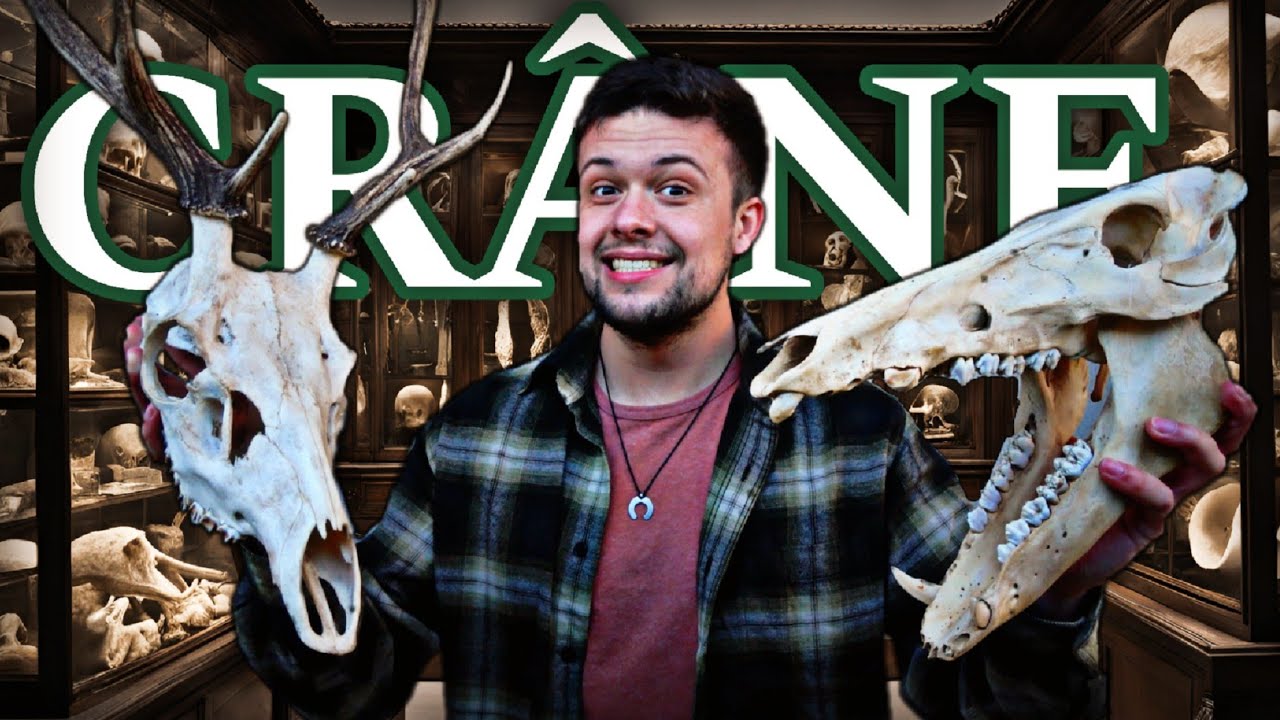 Ma collection de crânes d’animaux sauvages