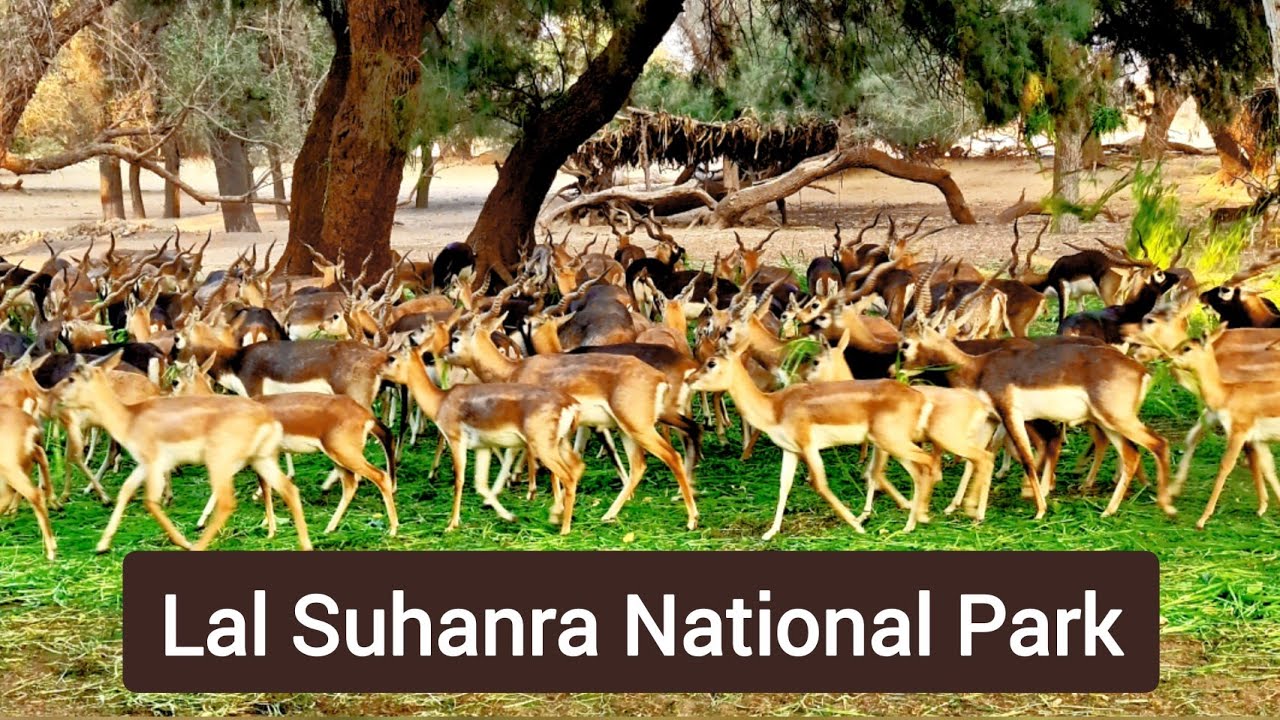 Lal Suhanra National Park  Bahawalpur - Pakistan | Travel