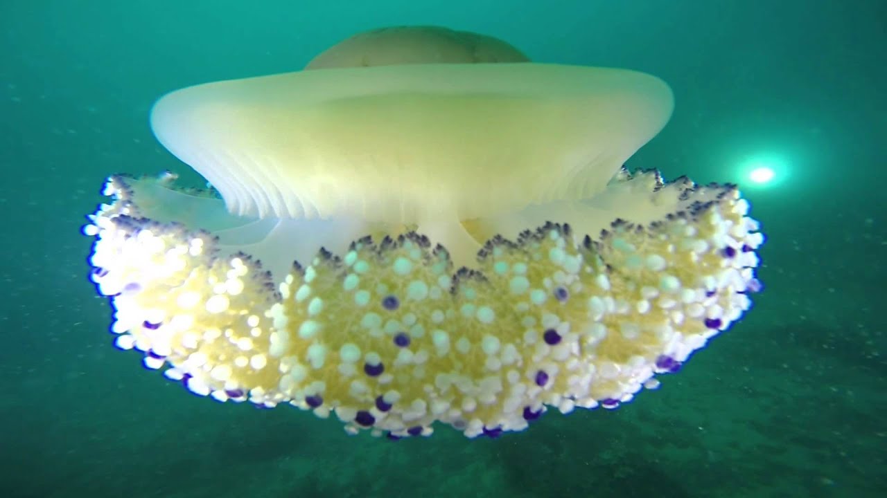 Immersione Isole Cheradi Taranto