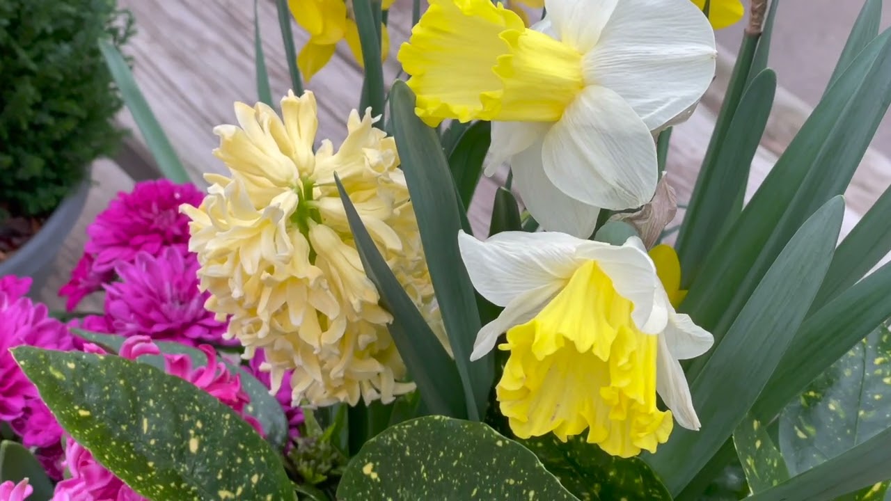 Dossier    Les fleurs en hiver