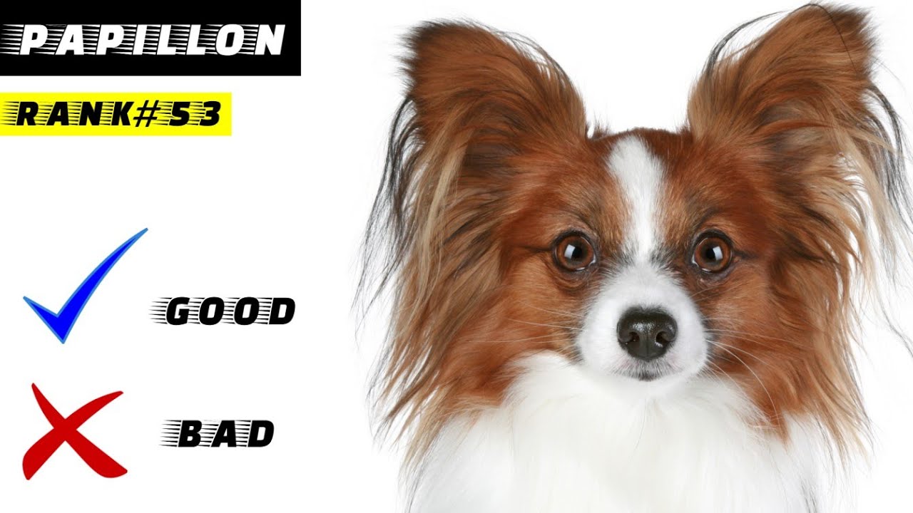 Papillon Pros And Cons, The Good And The Bad