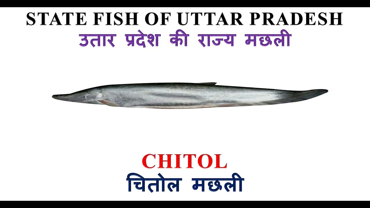 UTTAR PRADESH STATE SYMBOLS || STATE SYMBOLS OF UTTAR PRADESH ||