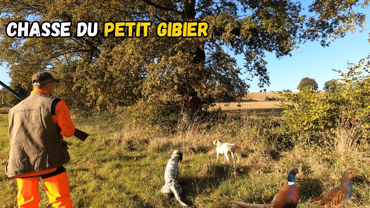 Chasse au petit gibier (chiens d'arrêts)