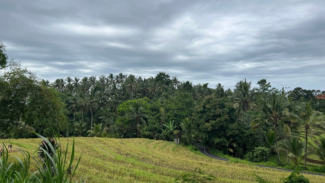 Tanah dengan view sawah los sungai di tabanan bali #infotanahmurah #tanahdijualdibali 