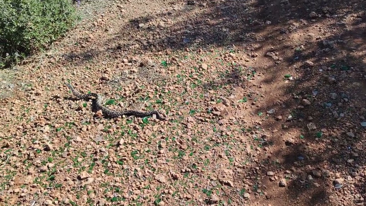 Montivipera xanthina