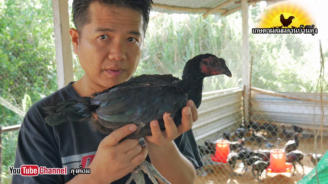 เลี้ยงไก่ประดู่หางดำเชียงใหม่ EP.4  ไก่ประดู่หางดำอายุ 4 เดือน น้ำหนักเท่าไหร่/เกษตรผสมผสาน บ้านทุ่ง