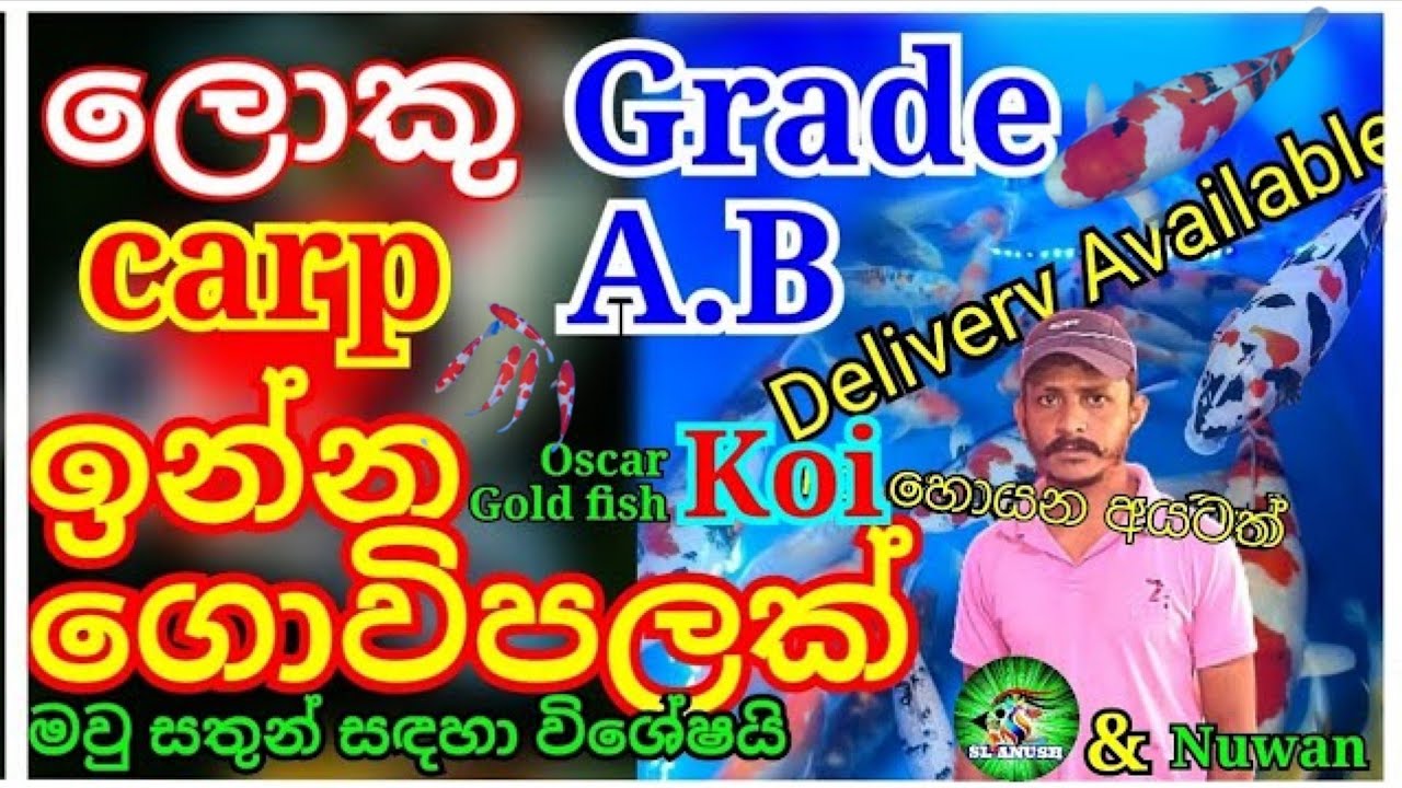Koi carp | Grade A,B carp,Oscar,gold fish මවු සතුන් ගන්න පුලුවන් ගොවිපලක්