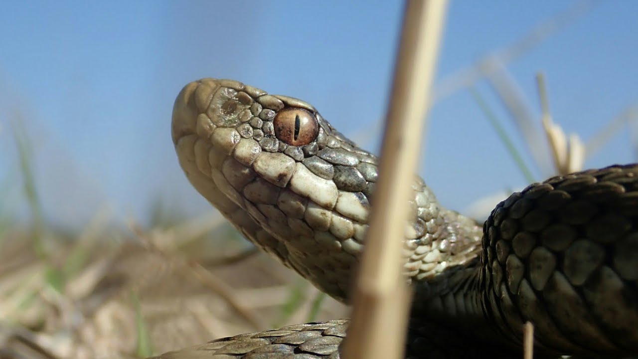Adders zoeken in het Dwingelderveld, Christian Olivier #Vlog256