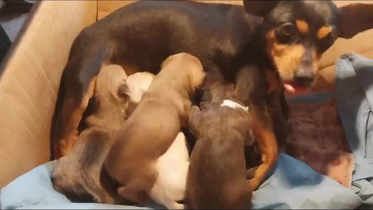 Miniature Pinscher Dog Takes Care of Hungry Newborn Puppies