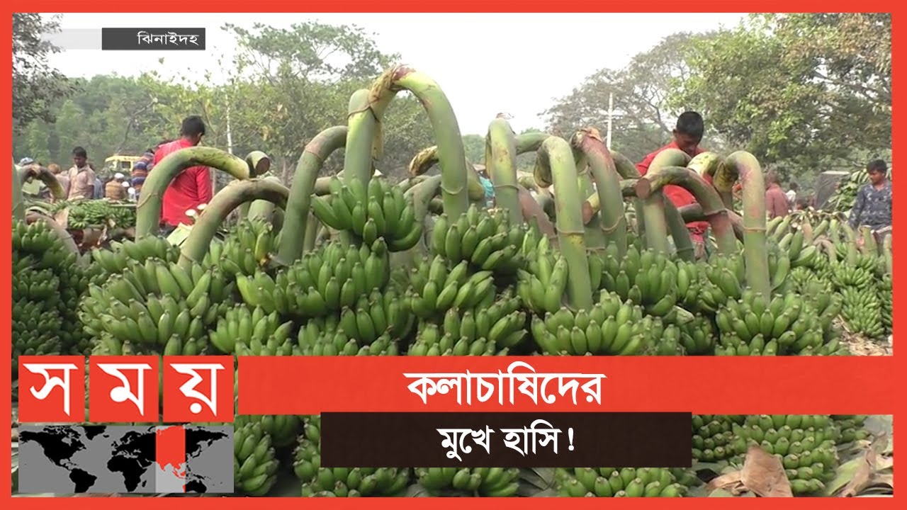 ঝিনাইদহে অন্যান্য ফলের সরবরাহ কম, বেড়েছে কলার দাম | Jhenaidah News | Business News | Somoy TV
