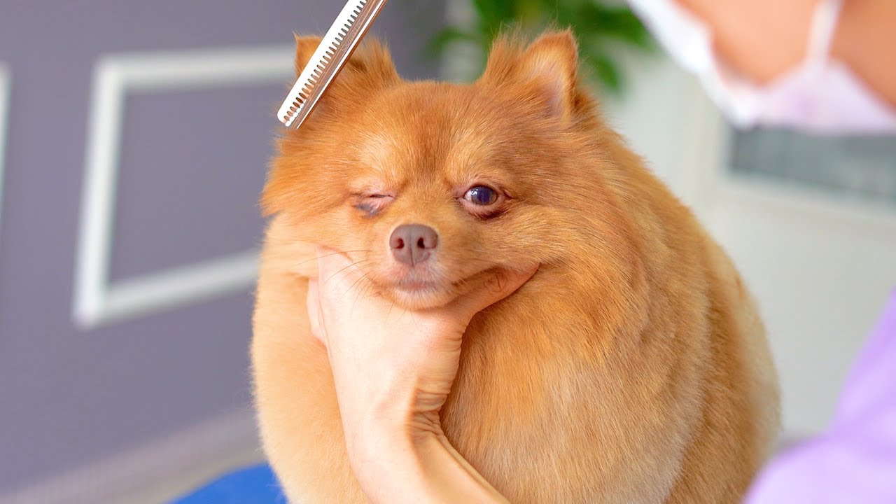 ЩЕНОК ПОМЕРАНСКОГО ШПИЦА, ПЕРВАЯ СТРИЖКА НОЖНИЦАМИ ✂️❤️🐶 симпатичность гарантирована!