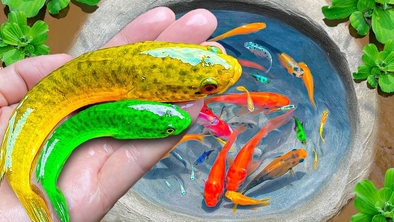 Set Egg Traps In The Garden, Catch Koi Fish Nesting, Three Tailed Fish, Dinosaur Fish, Stone Crab