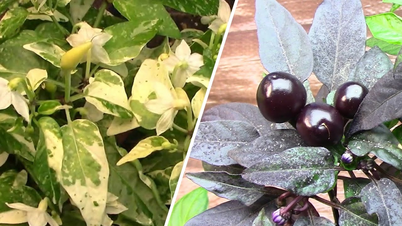 Hybrid Pepper Projects Update - F2s, F3s, F4s, and a Brand New F1