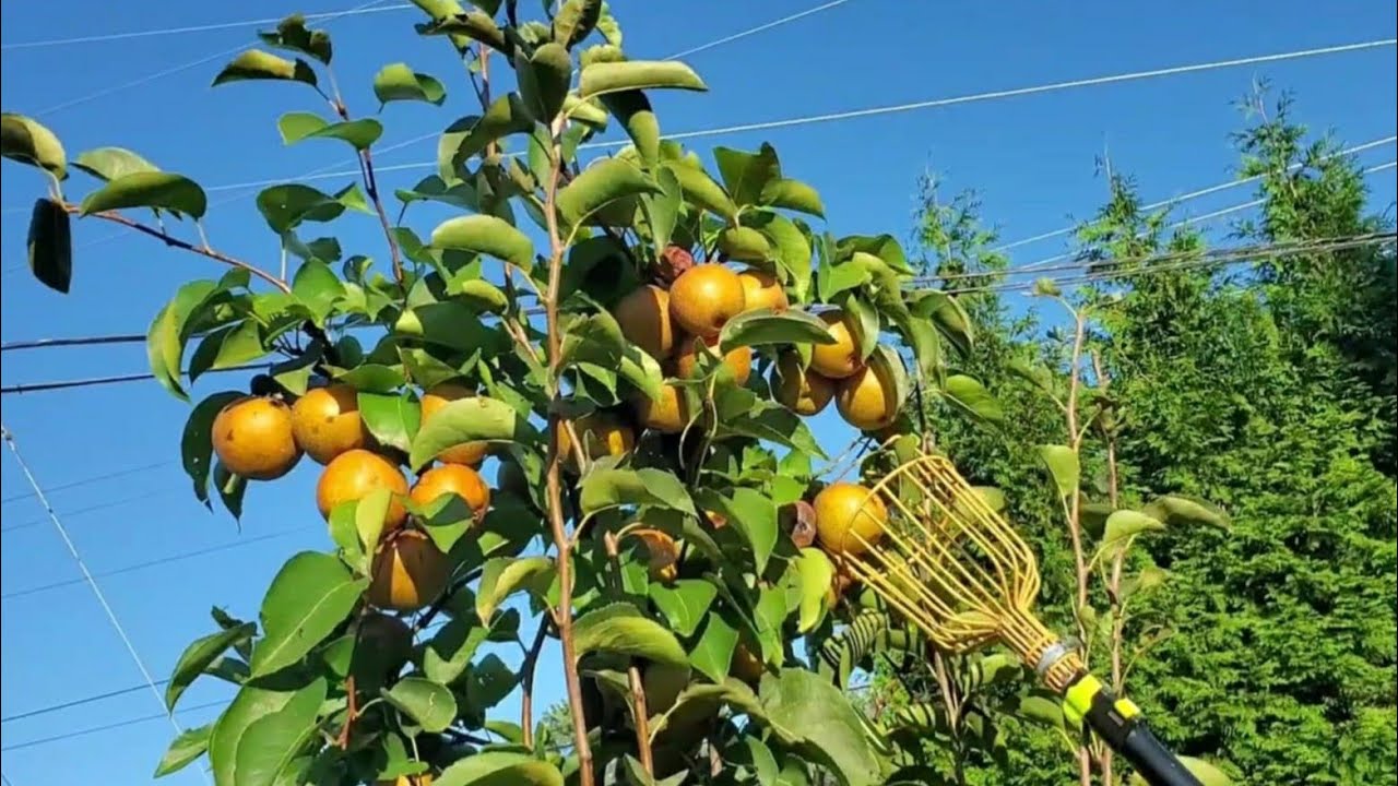 Harvesting Asian Pears, Bartlett and some figs