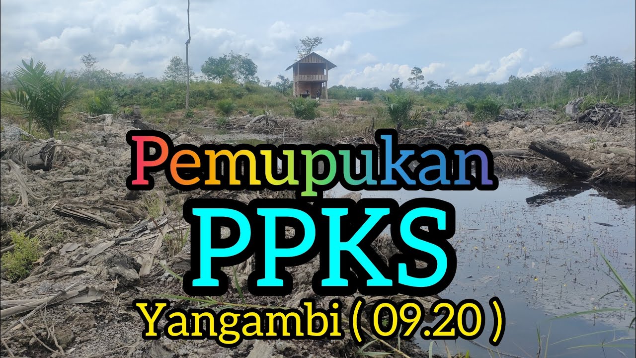 Ppks Medan, Perawatan Kelapa Sawit PPKS Yangambi ( 09.20 ) Di Lahan Rawa, Lahan Gambut, Bibit Unggul
