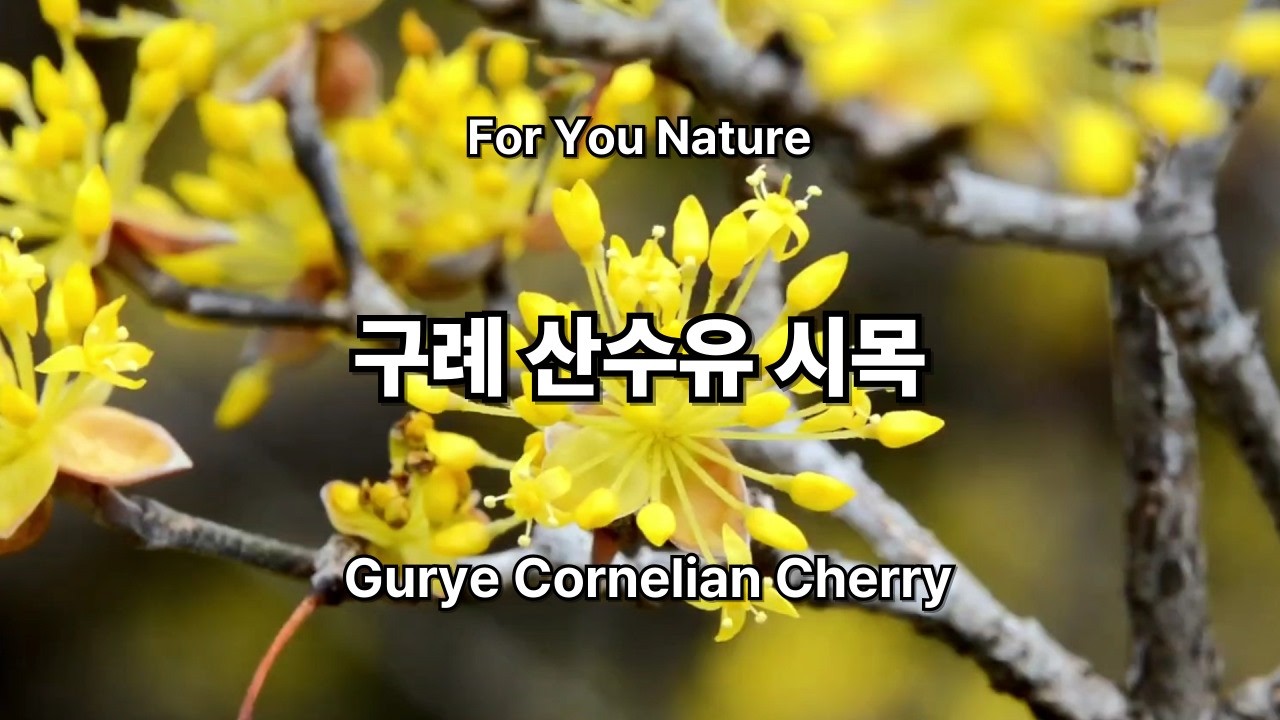 구례군 천년된 산수유 나무에 꽃이 활짝 피었습니다.