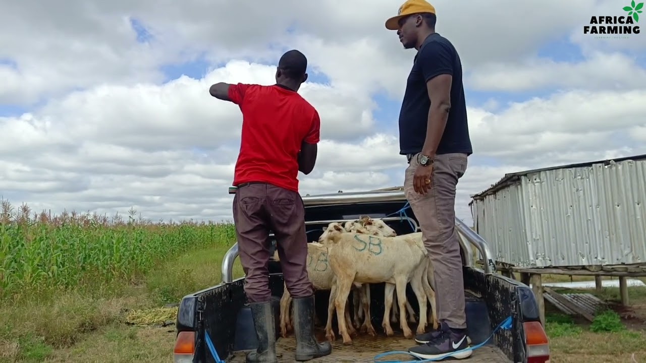 Buying Galla Goats at the Bisil Market | AFRICA FARMING!!!