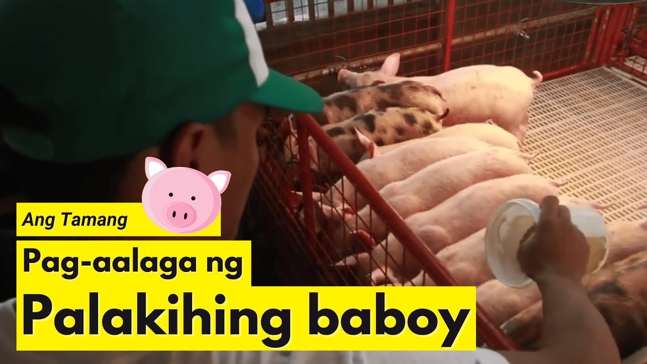 Pag-aalaga ng Mga Palakihing Baboy Gamit ang Feedpro