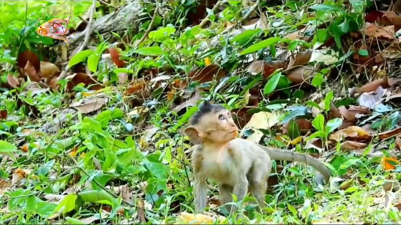 Tidak tau berbuat apa‼️anak monyet yang bingung dengan keadaan