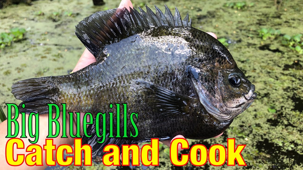 Bluegill Fishing for GIANTS | Catch and Cook