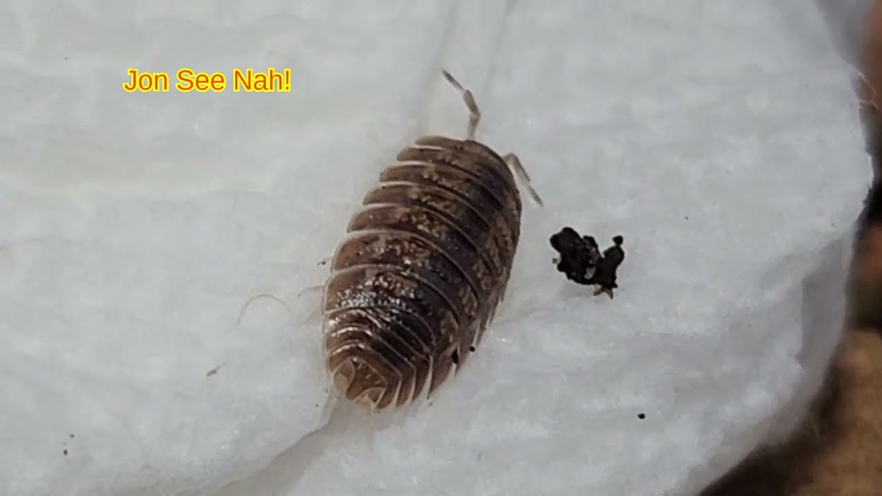Today Pt2 - Canyon Giant Isopods or Giant Canyon Isopods or Porcellio Dilatatus unboxing and rehome