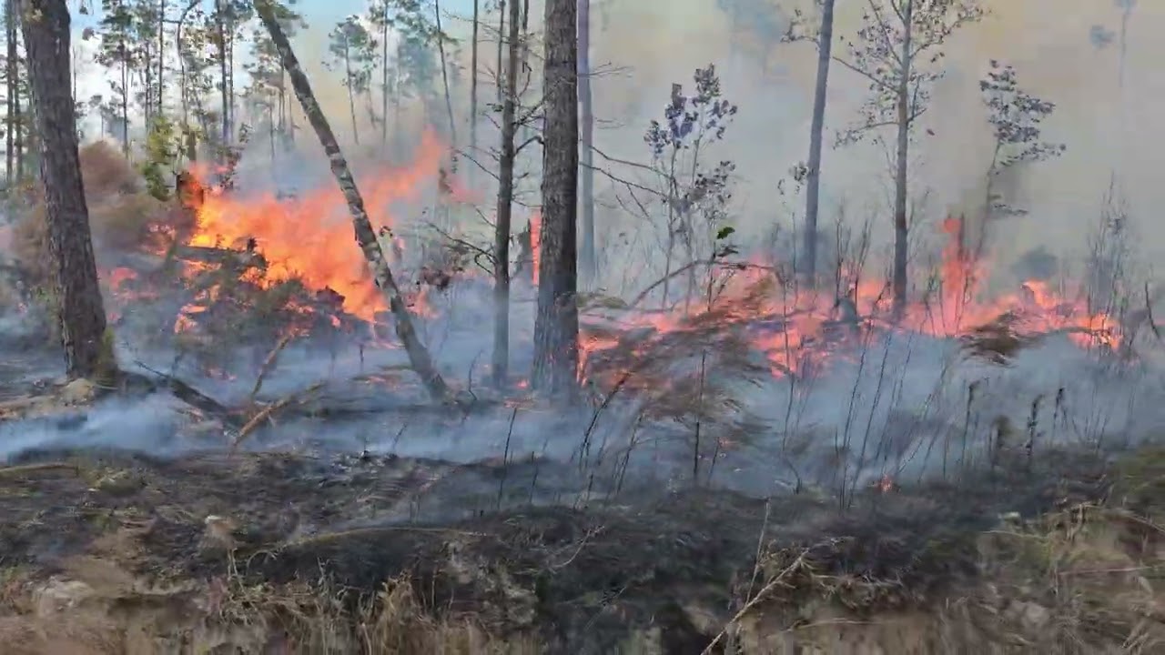 Bellue Farm prescribed burn part 3