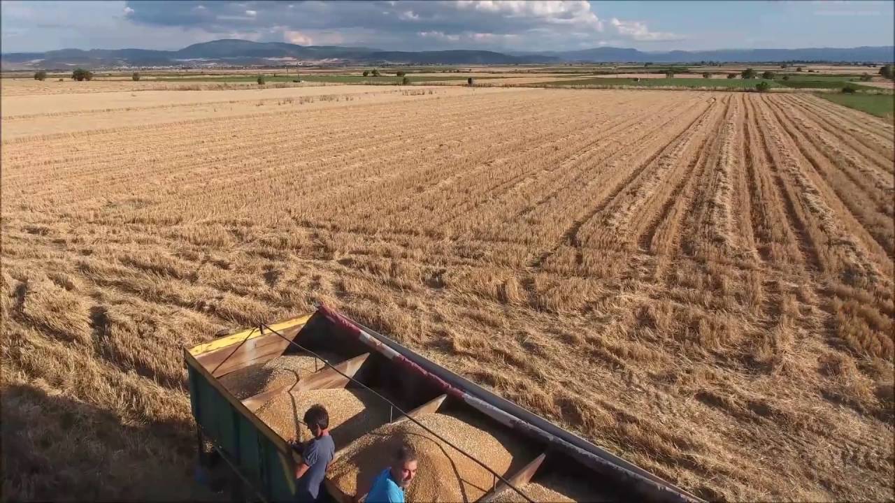 ΑΛΩΝΙΑ ΑΥΡΑ ΦΑΡΣΑΛΩΝ - ΤΖΙΜΗΣ
