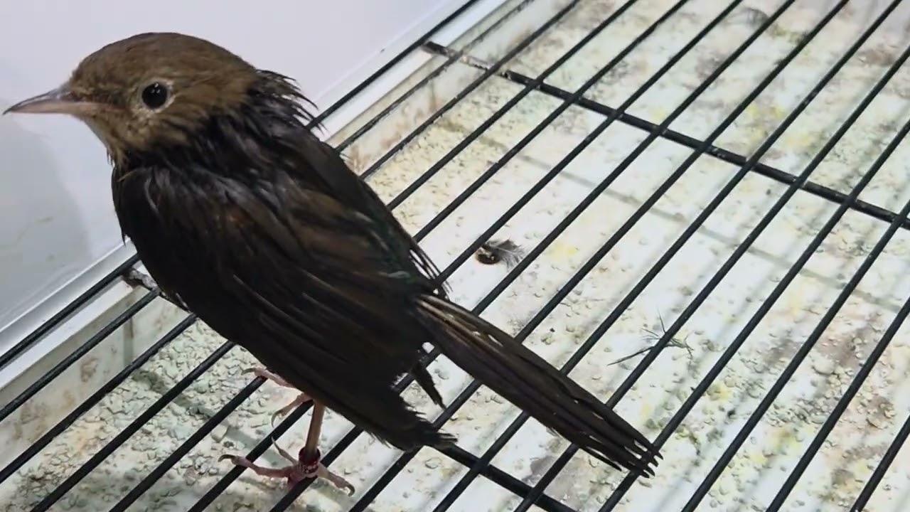 ​#bülbül #nightingale #αηδόνι #ruiseñor