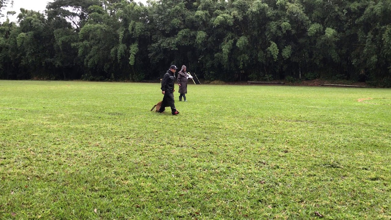 Prova de BH do Malinois 