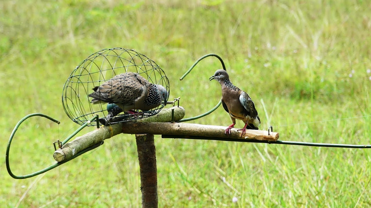 The Best Bird Traps Near The Mountain - Great Dove Traps Technique