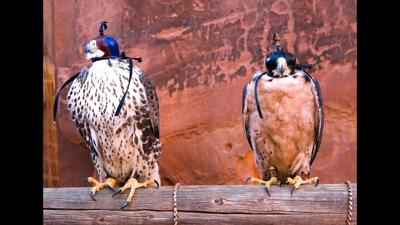 Falconry: Lanner falcon vs Prairie falcon. A comparison