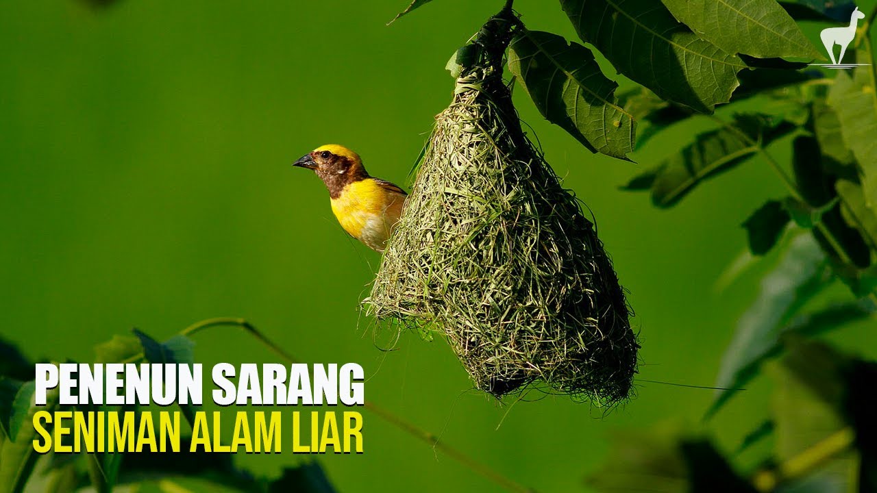 Burung Manyar: Penenun Sarang, Maestro Seni di Alam Liar