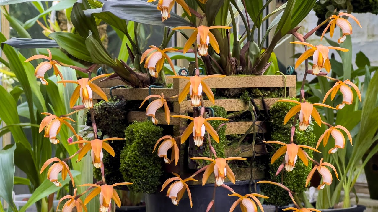 Episode 49 A look at five of my favourite Coelogynes now in bloom.