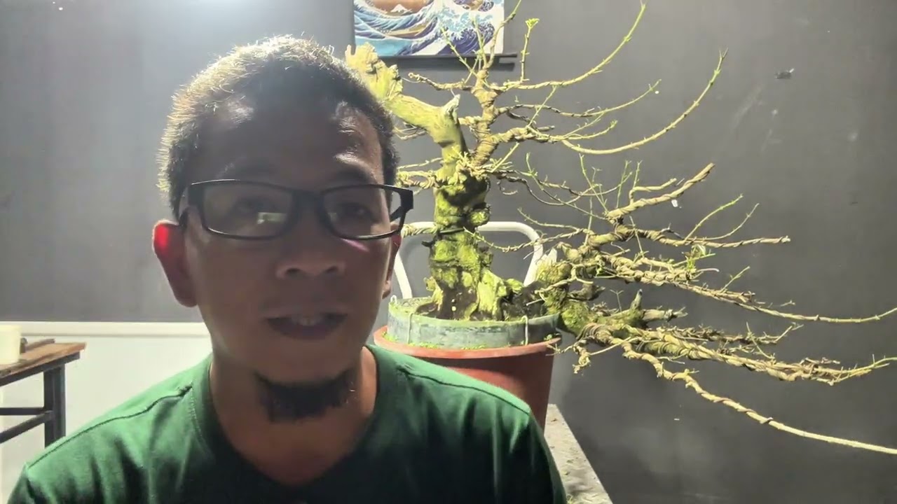 Vlog#73 update kay cascade tugas at ano ano ang mga ginawa sakanya🫡 #bonsai #tutorial 🌳🇵🇭
